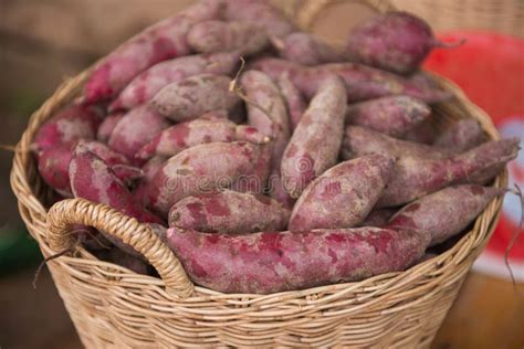 Fresh Sweet Potatoes In Basket Stock Photo Image Of Heap Fresh 84635494