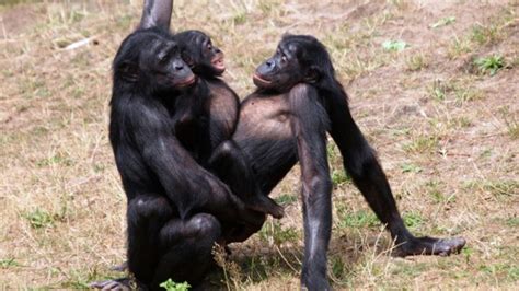 Top 180 Strange Mating Habits Of Animals