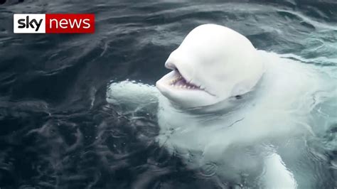 Beluga Whale Pair Enjoy New Freedom In Iceland Youtube