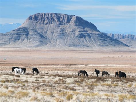 Wild Mustangs In Utahs West Desert Smithsonian Photo Contest