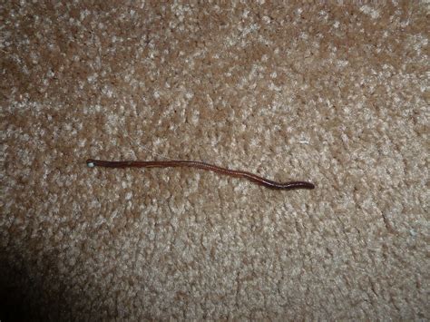 Small Brown Worm In House Quotes
