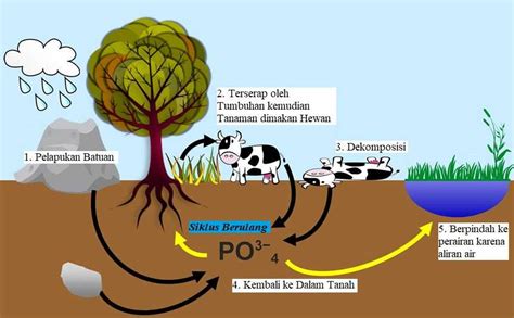 Siklus Fosfor Pengertian Sifat Dan Prosesnya Haloedukasi Com