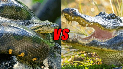 Anaconda Vs Crocodile Who Would Win Animals Comparison