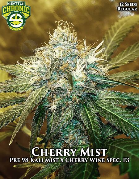 Cherry Mist Seattle Chronic Seeds Cannabis Strain Info
