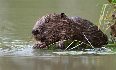 Biber Haben Grund Zu Feiern Glückspost