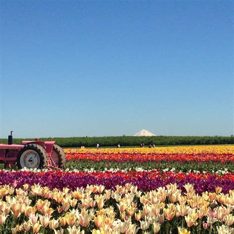 Oregon Tulip Festival Rpics