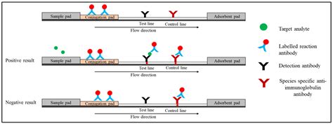 Quantum Dot Based Lateral Flow Immunoassay Encyclopedia Mdpi