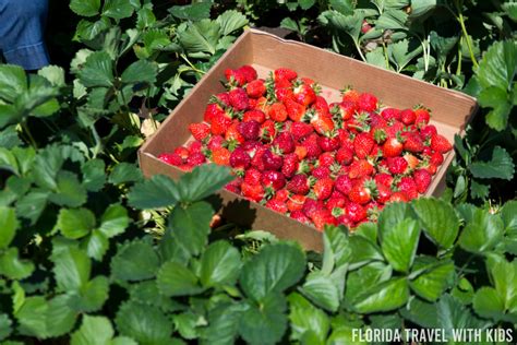 The 10 Best Strawberry Farms In Florida U Pick And Organic