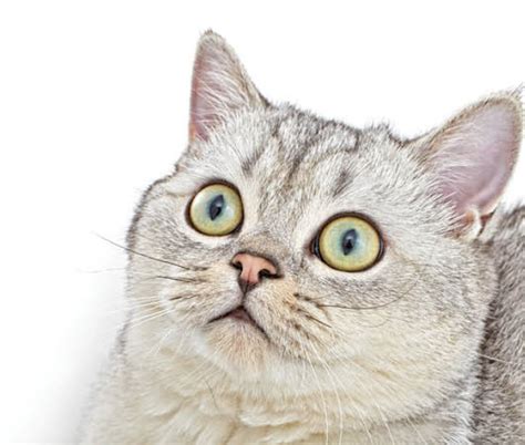 Learn About The American Shorthair Cat Breed From A Trusted Veterinarian