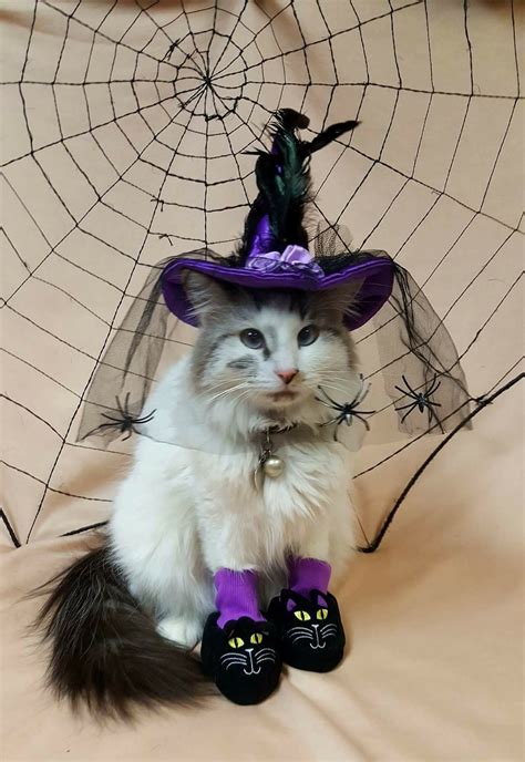Pin By Jo Allen On Halloweensamhain Fall Cats Cat Dressed Up