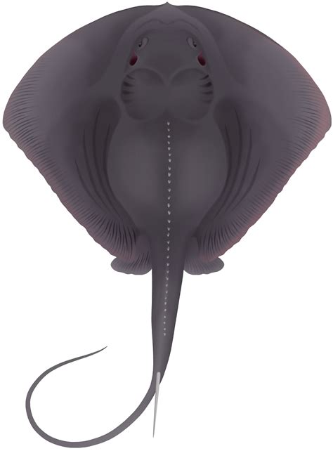 Pelagic Stingray Pteroplatytrygon Violacea Marinewise