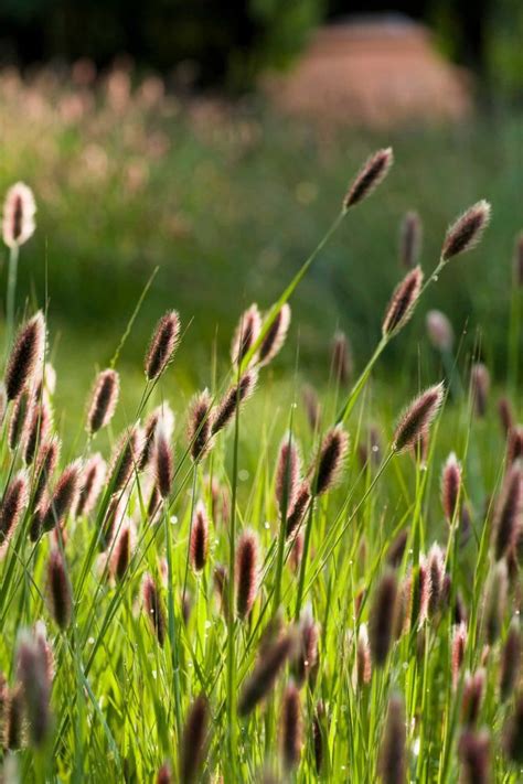 Ornamental Grasses Capture Attention With Easy Beauty Easy Care