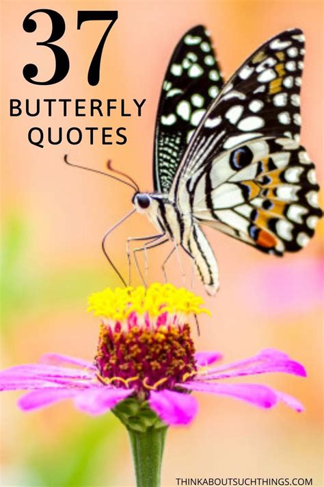 A Butterfly Sitting On Top Of A Purple Flower With The Words 37
