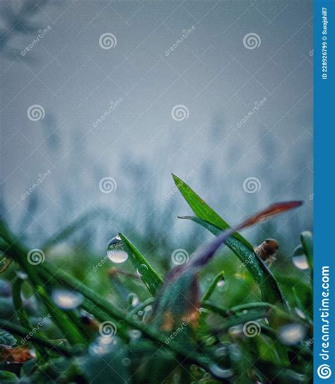 Grass With Fogg Stock Image Image Of Green Sunlight 228926799