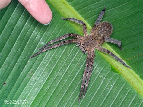 Brazilian Wandering Spider Phoneutria Fera P6078264 Flickr