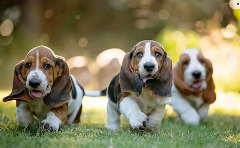 Puppies Basset Hound Three Dogs Wallpapers 1920x1200
