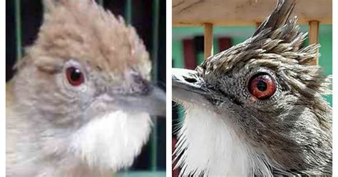 Burung ini satu kerabat dengan burung kenari sehinggaburung blackthroat berasal dari afrika. Perbedaan Jantan Dan Betina Decu Kembang : karakteristik ...