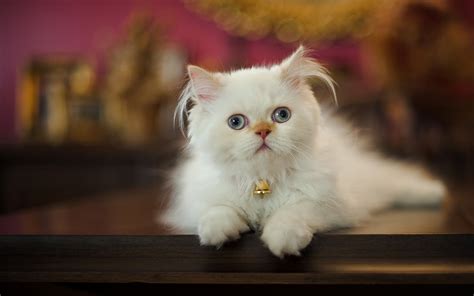 4k 5k 6k Cats Kittens White Glance Hd Wallpaper Rare Gallery