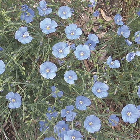 Blue Flax Perennial Flax Linum Perenne My Garden Life