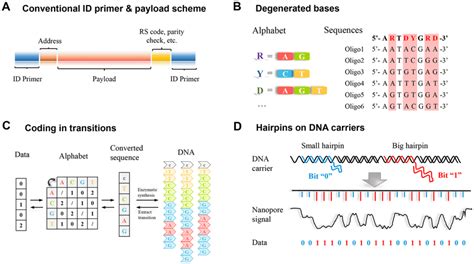 Encoding For DNA Based Data Storage A Schematics Of A DNA Strand Download Scientific Diagram