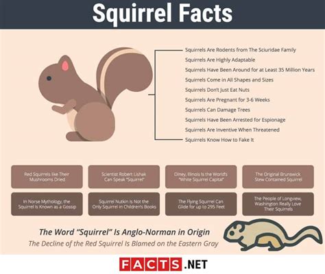 Top 20 Facts About Squirrels Species Behavior Food And More