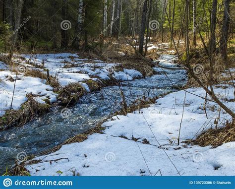 The Stream Of Snow Melt In The Forest Stock Photo Image Of Pine
