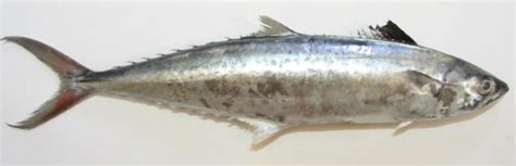 Fresh pacific king mackerels or scomberomorus fish isolated on w. indo-pacifickingmackerel.page