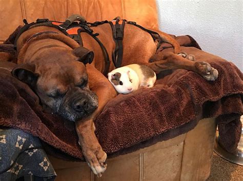 Senior Boxer Welcomes Guinea Pig Into His Life And They