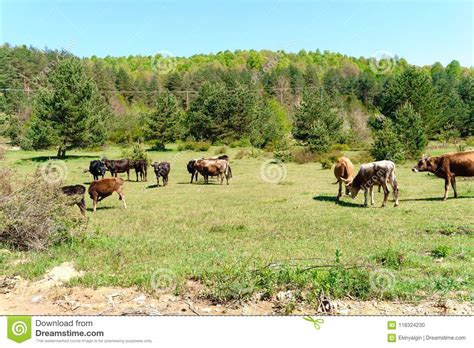 Landscape Meadow View Of Village With Cows Stock Photo Image Of