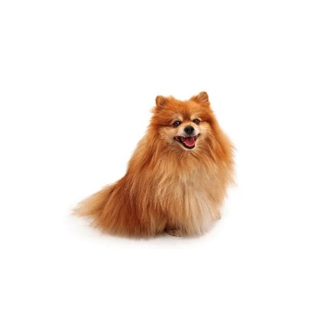 We offer safe and convenient shopping options: Pomeranian Puppies For Sale Michigan - Petland Novi