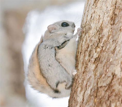 White Wolf Siberian Flying Squirrels Are Probably One Of The Cutest