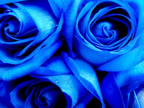From a wide range of quality brands to affordable. Facts You Didn't Know About ROSE - Blue Roses - Wattpad