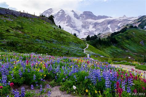 Alpine Flowers Mount Rainier Np Flickr Photo Sharing