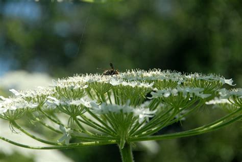 Giant Hogweed Is Like Queen Annes Lace On Crack And Stero Flickr