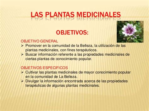Información Sobre Plantas Medicinales Tipos Propiedades Y Beneficios