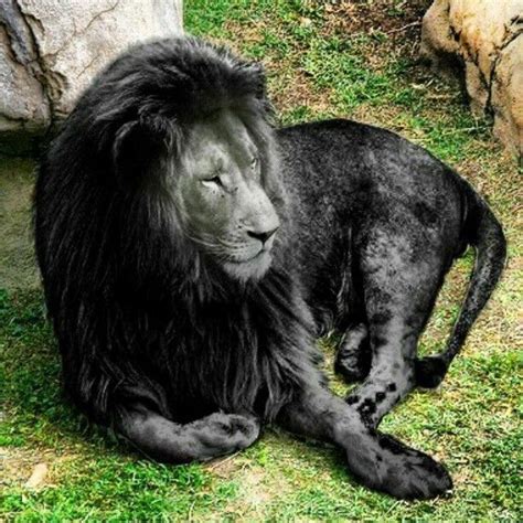 Black Is Beautiful 27 Stunning Animals With Melanism I Can Has