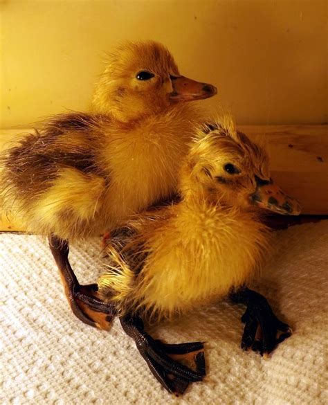 duckling care and brooder ideas duckling care ducklings brooder