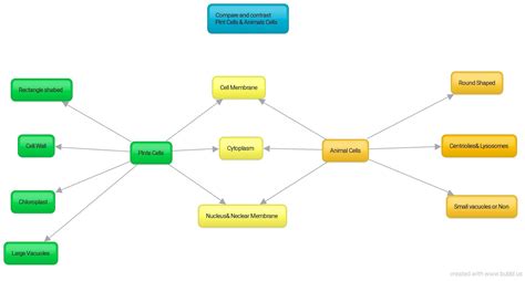 Concept Map Of Cells