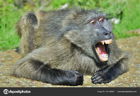Baboon Open Mouth Exposing Canine Teeth Chacma Baboon Papio Ursinus — Stock Photo © SURZet ...