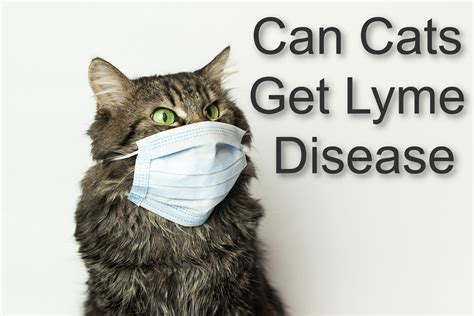 Learn about parvo transmission and treatment as well as how to prevent parvo in dogs. Can Cats Get Lyme Disease 2020 | ProudCatOwners