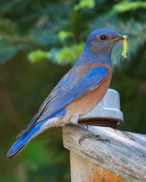 Western Bluebird ~ Rocklin Wildlife