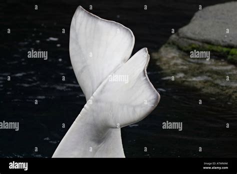 Beluga Whales Delphinapterus Leucas Grow To Around 15 Feet In Length