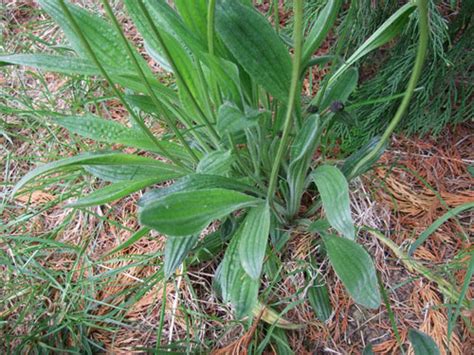 Ribwort Plantain Identify And Control This Lawn Weed