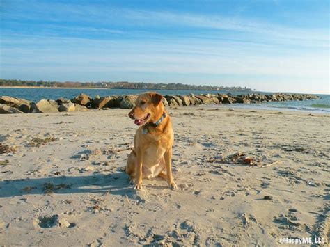 Happy Tails Unleashed 5 Dog Friendly Beaches Near Portland