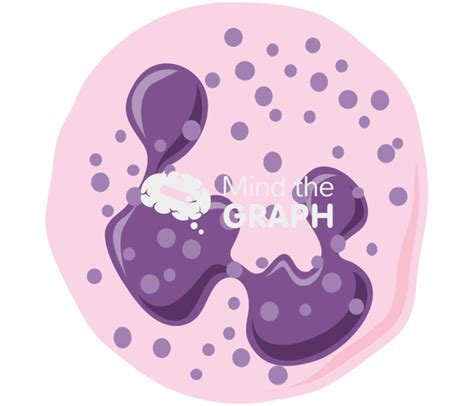 Basophil Granulocyte