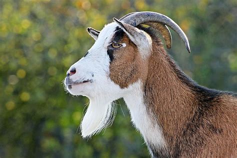 4320x900px Free Download Hd Wallpaper Goat Dwarf Goat Animal