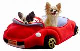 Images of Car Beds For Dogs