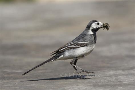 Pied Wagtail Bird Information Photos And Videos Vine House Farm