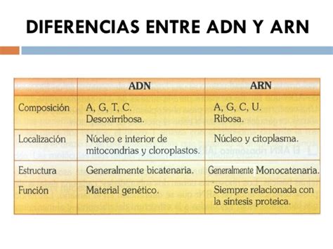 Semejanzas Y Diferencias Entre El Adn Y El Arn Q J Xwozvqv Mobile