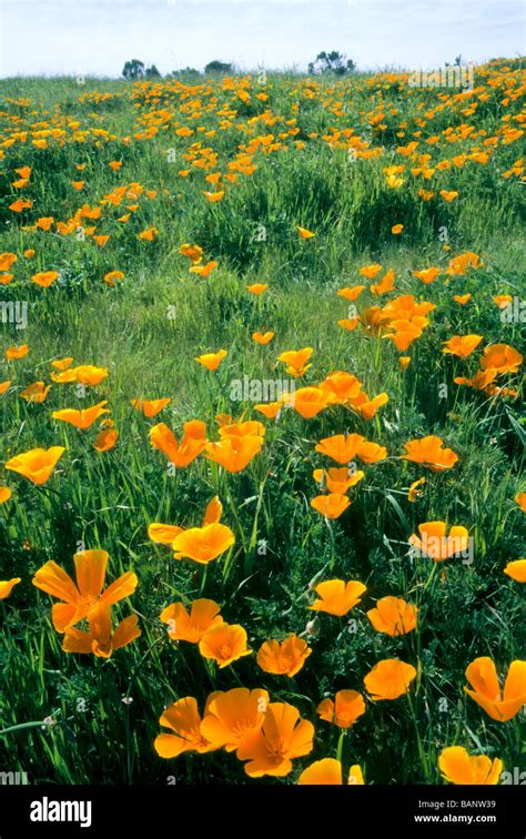 California State Flower Golden Poppy Field Green Grow Wild Nature